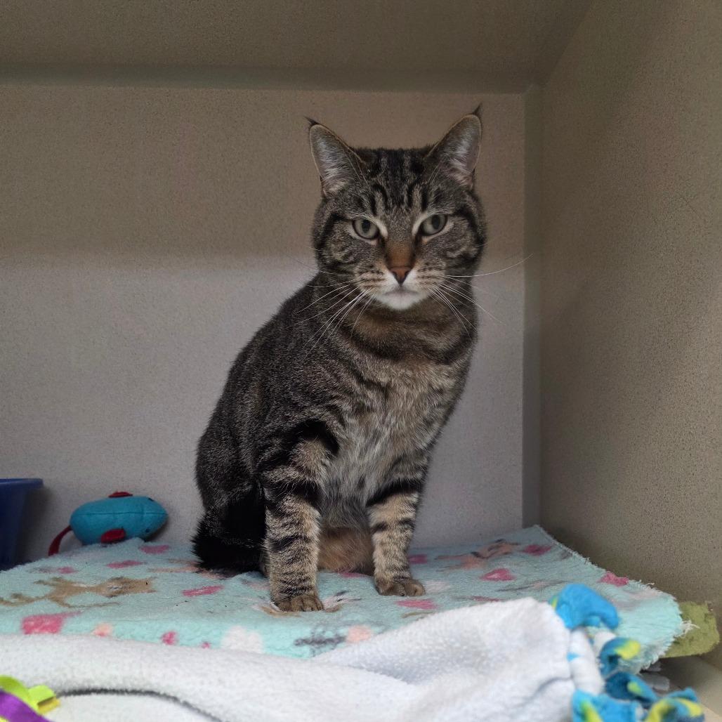 Enlarge Mabel, a Adoptable Domestic Short Hair in Great Falls, MT image 3/3