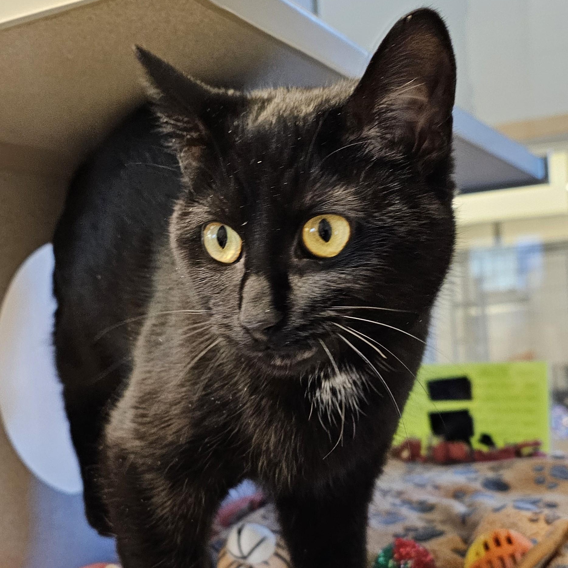 Frida — thumbnail 2