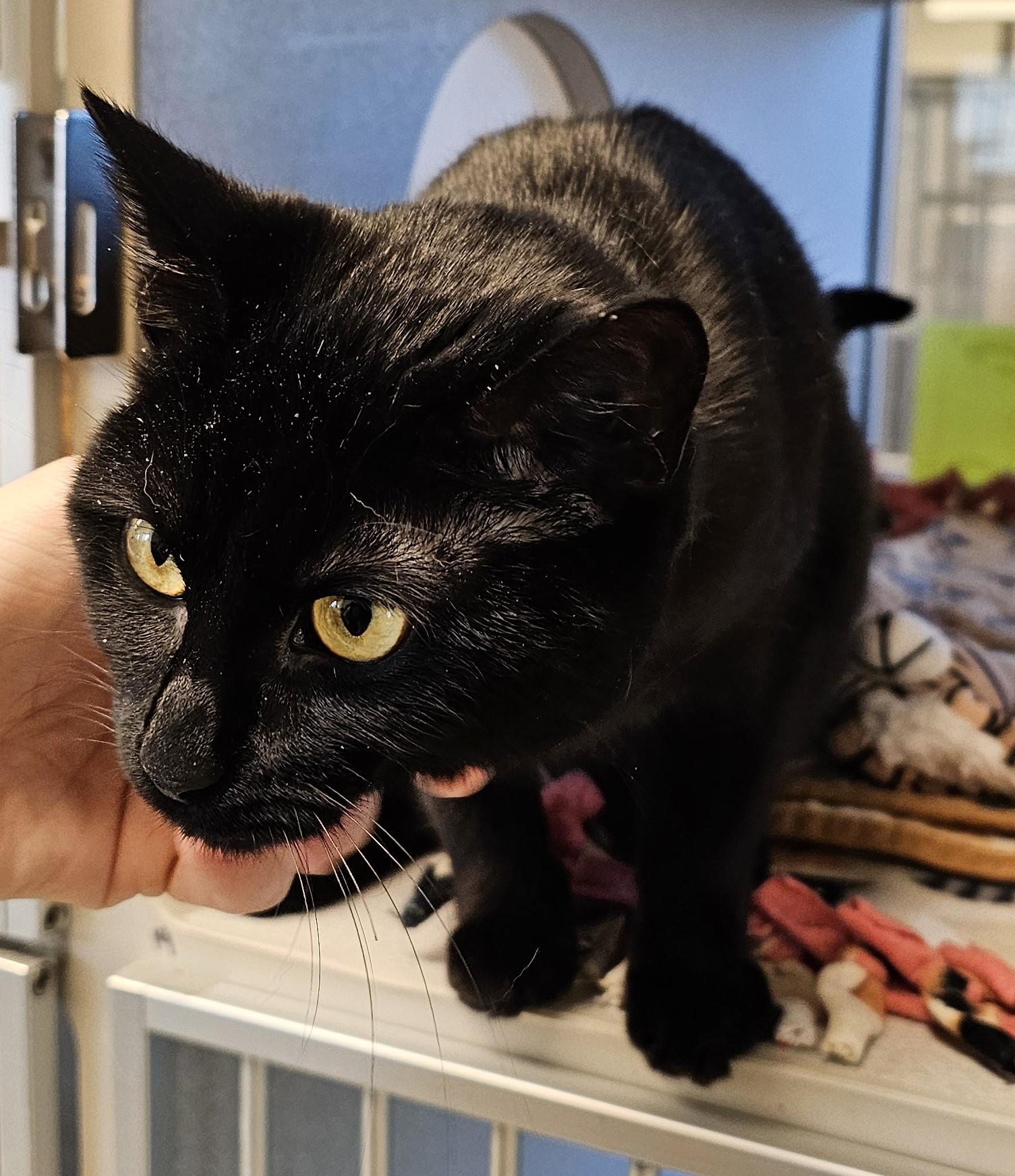 Frida — thumbnail 3