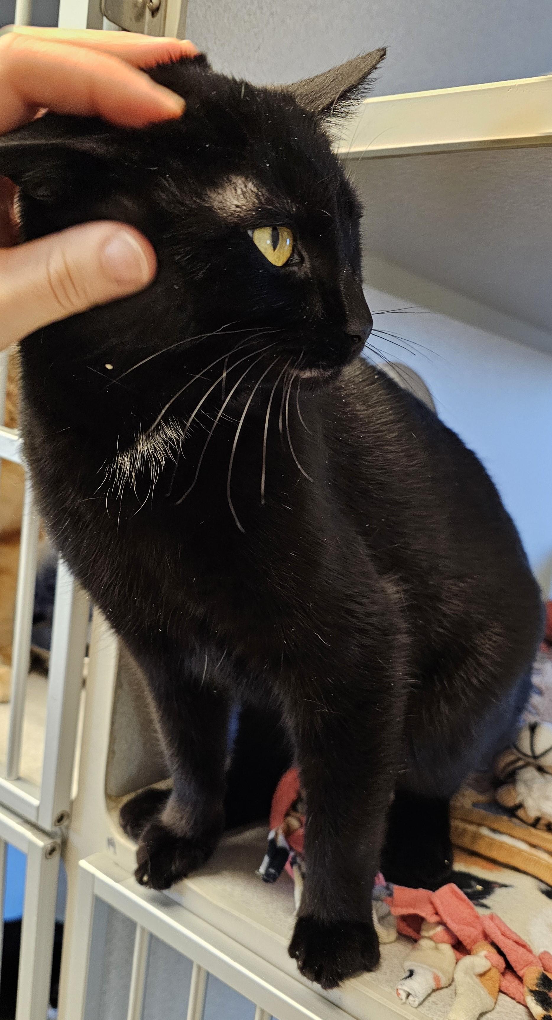 Frida — thumbnail 6