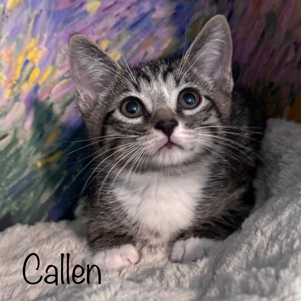 Callen, Adoptable, Kitten Male Domestic Short Hair.