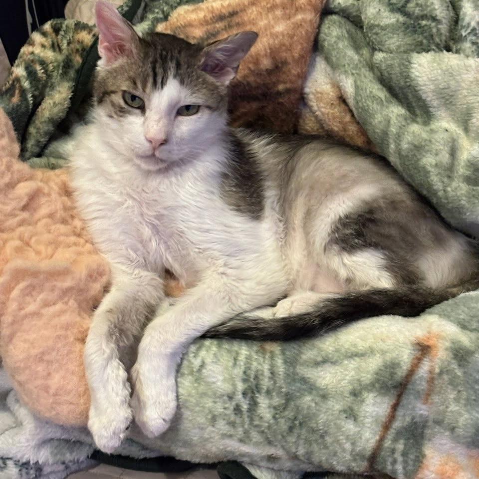 Enlarge Cloud, a Adoptable Domestic Short Hair in Prescott, AZ image 1/4
