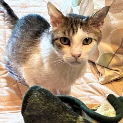 Enlarge Cloud, a Adoptable Domestic Short Hair in Prescott, AZ image 2/4