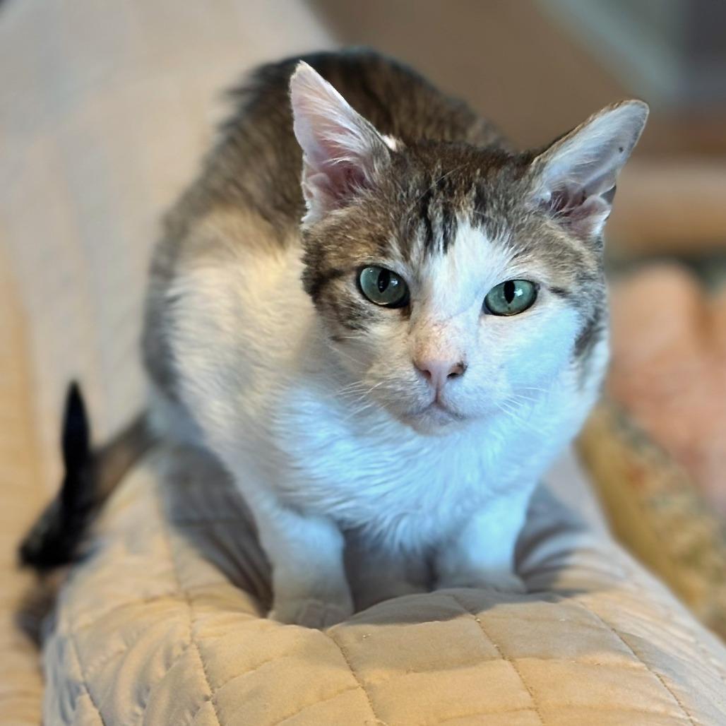 Enlarge Cloud, a Adoptable Domestic Short Hair in Prescott, AZ image 2/6
