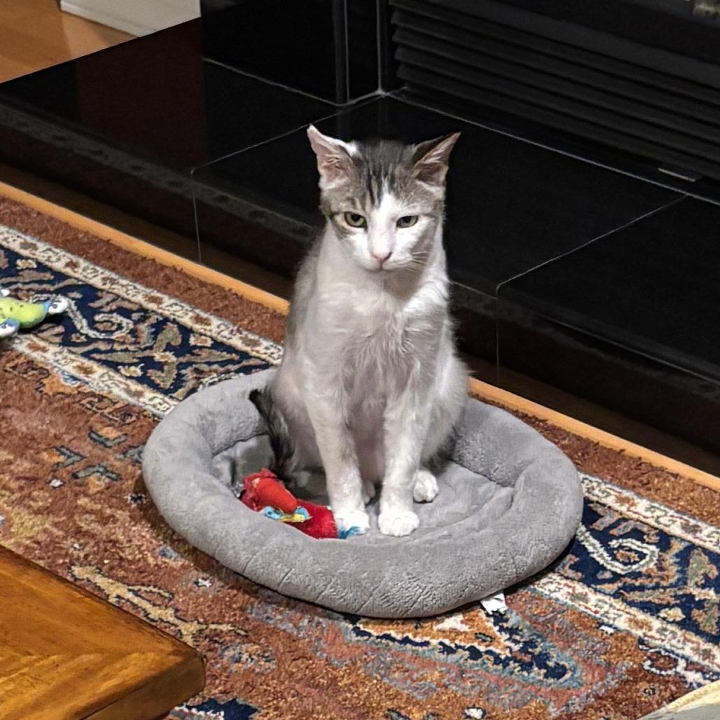 Enlarge Cloud, a Adoptable Domestic Short Hair in Prescott, AZ image 3/6