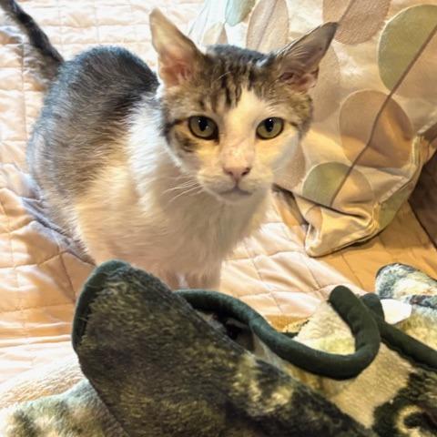 Cloud, a Adoptable Domestic Short Hair in Prescott, AZ image 1/3