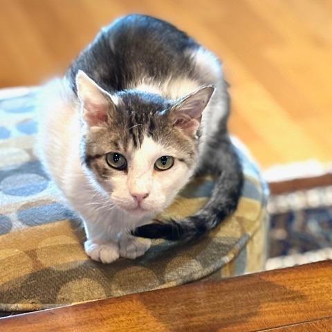 Enlarge Cloud, a Adoptable Domestic Short Hair in Prescott, AZ image 4/6