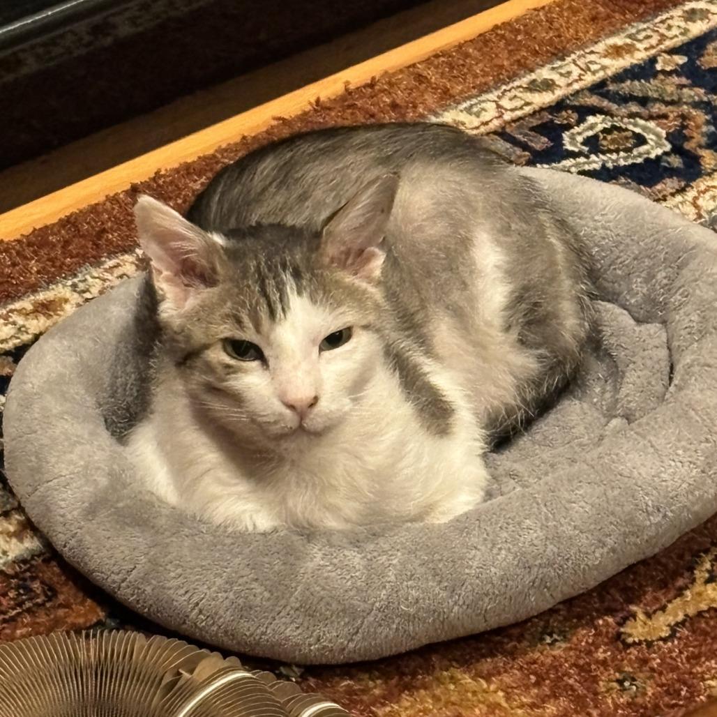 Cloud, a Adoptable Domestic Short Hair in Prescott, AZ image 4/5