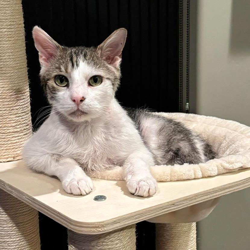 Cloud, a Adoptable Domestic Short Hair in Prescott, AZ image 5/5