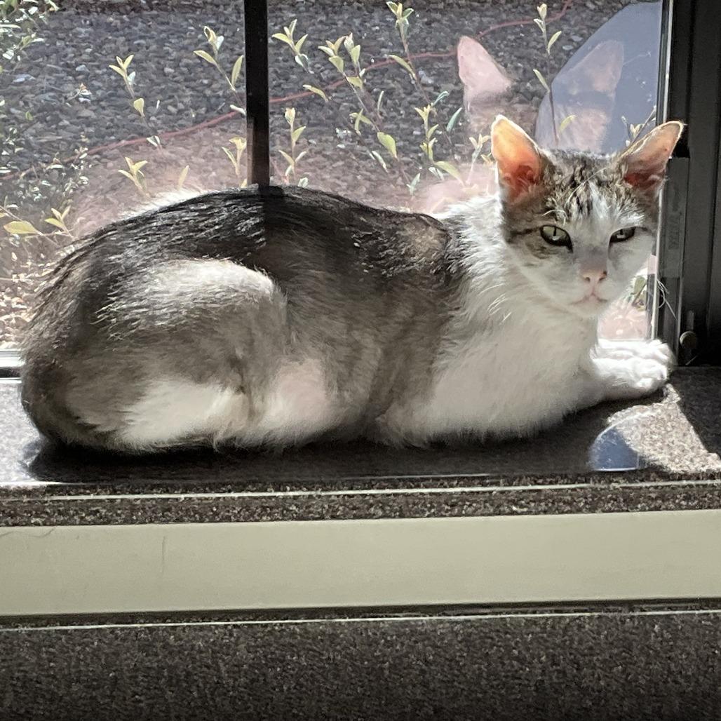 Enlarge Cloud, a Adoptable Domestic Short Hair in Prescott, AZ image 5/6