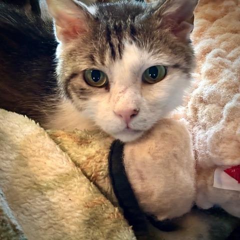 Cloud, a Adoptable Domestic Short Hair in Prescott, AZ image 3/3