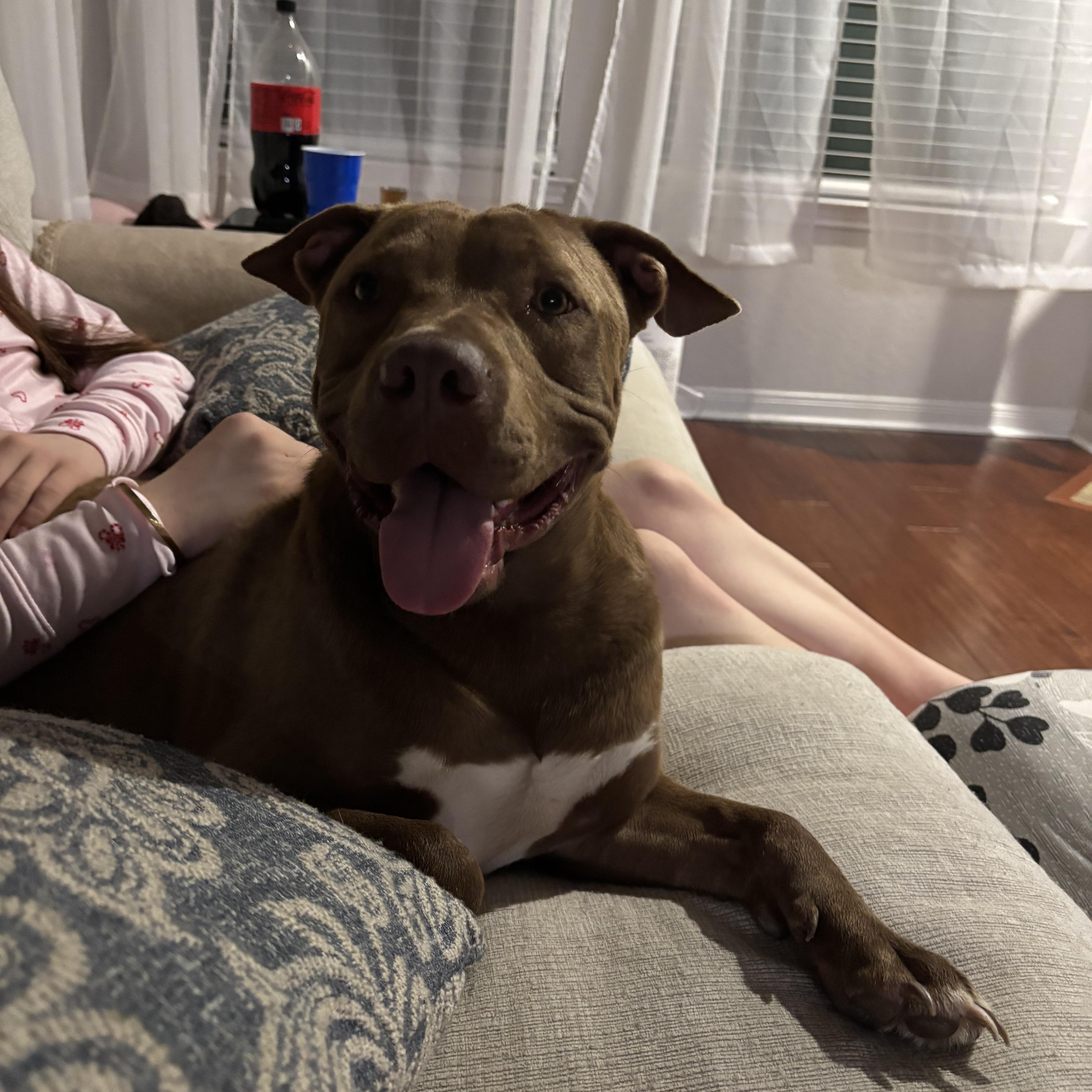 Enlarge Barty, a Adoptable mixed breed in Huntington, NY image 3/6