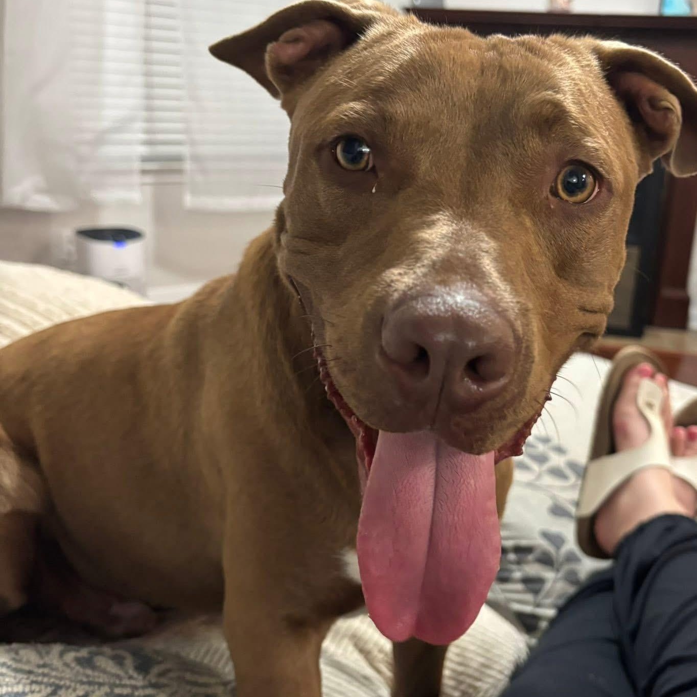 Enlarge Barty, a Adoptable mixed breed in Huntington, NY image 5/6