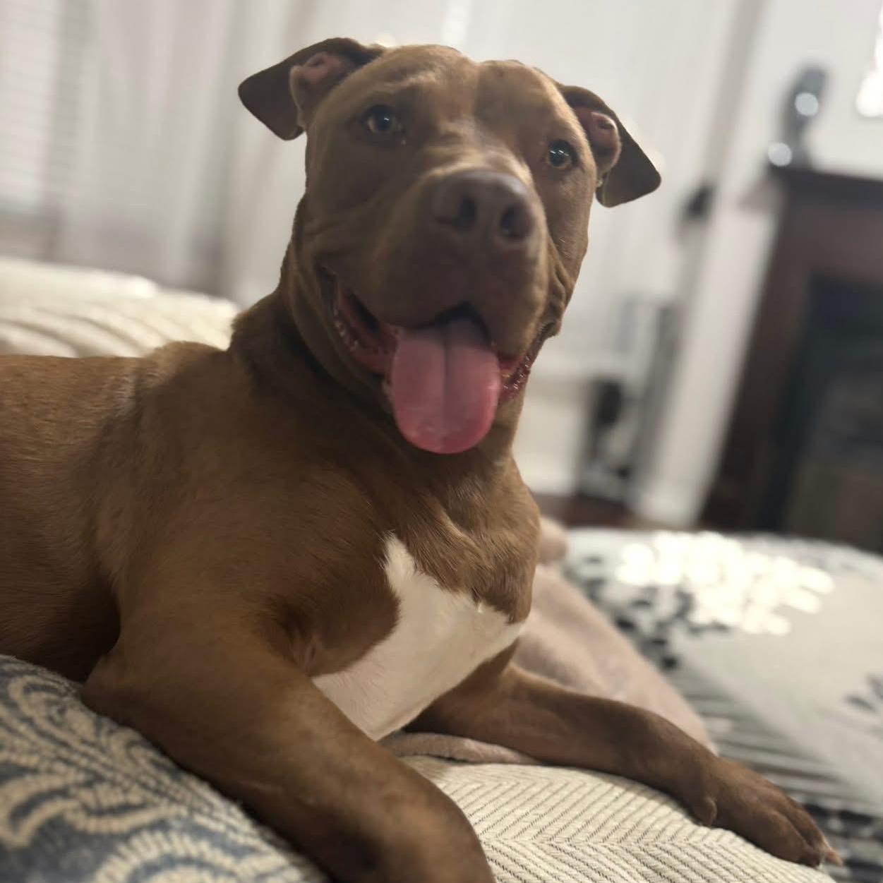 Enlarge Barty, a Adoptable mixed breed in Huntington, NY image 6/6
