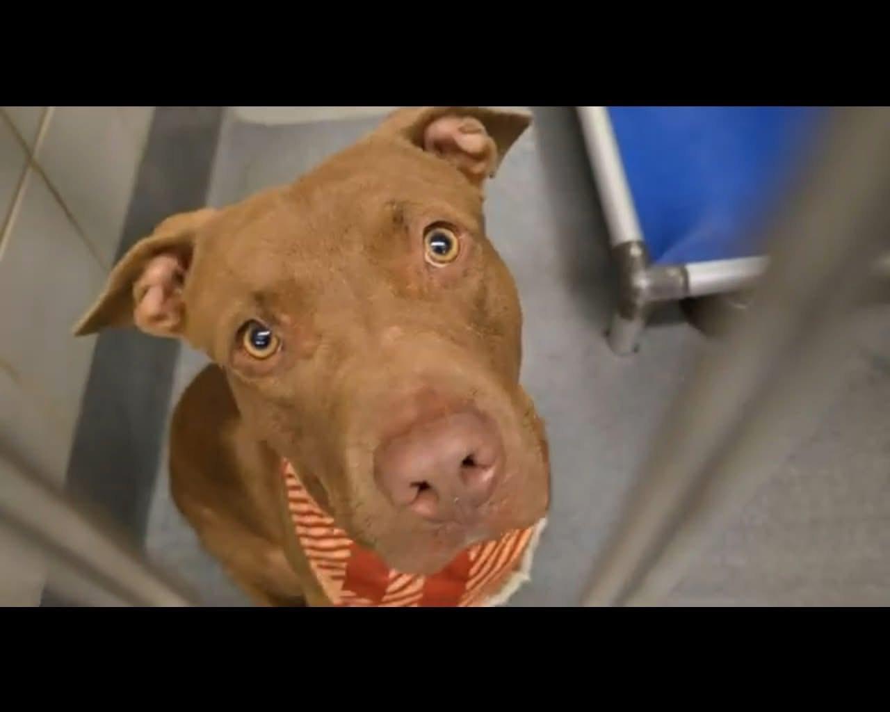 Barty, a Adoptable mixed breed in San Antonio , TX image 2/2