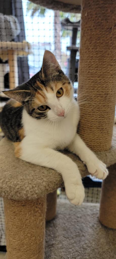 Maya, Adoptable, Young Female Domestic Short Hair.