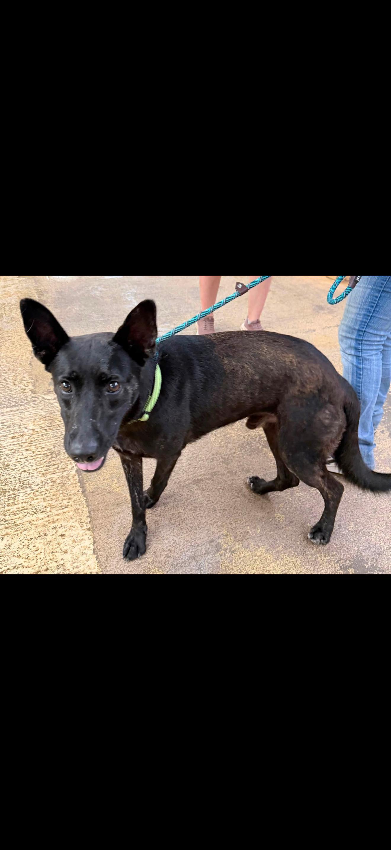 MAX, an adopted Dutch Shepherd in Newborn, GA image 2/2