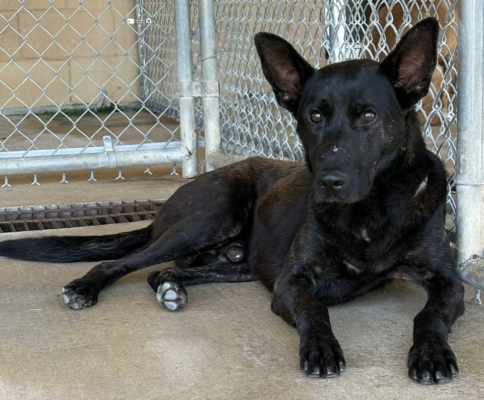 MAX, adopted, Adult Male Dutch Shepherd.