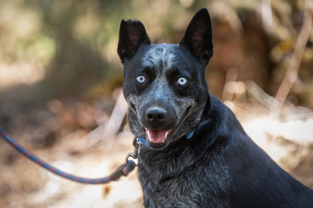 Enlarge Vinny, a Adoptable Australian Cattle Dog / Blue Heeler in Jacksonville, OR image 1/5
