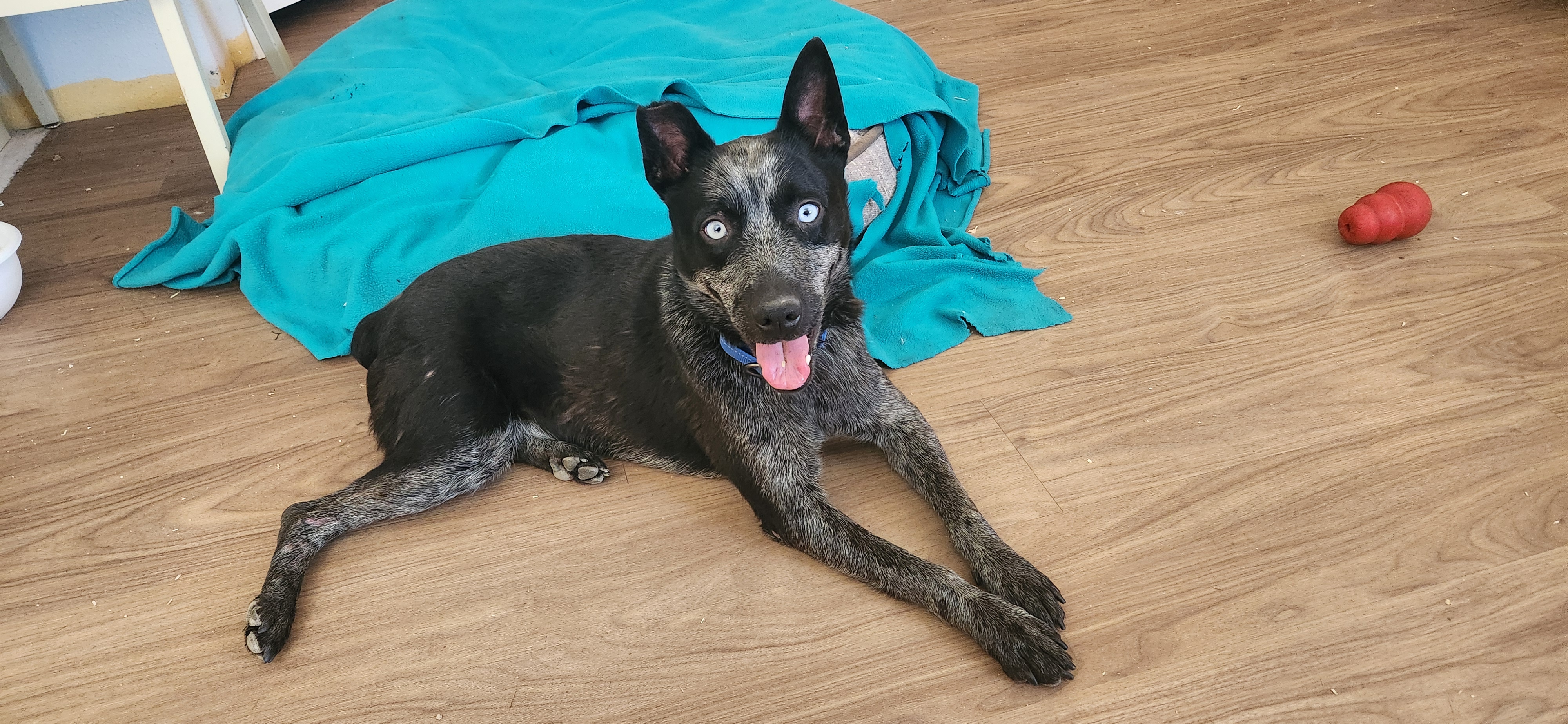 Enlarge Vinny, a Adoptable Australian Cattle Dog / Blue Heeler in Jacksonville, OR image 5/5
