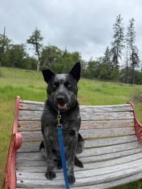 Enlarge Vinny, a Adoptable Australian Cattle Dog / Blue Heeler in Jacksonville, OR image 2/5