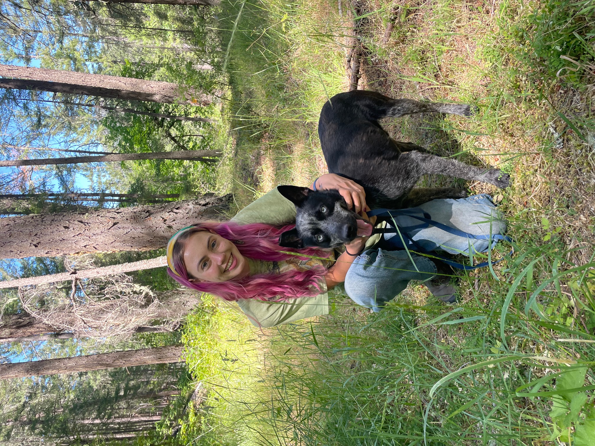 Enlarge Vinny, a Adoptable Australian Cattle Dog / Blue Heeler in Jacksonville, OR image 4/5