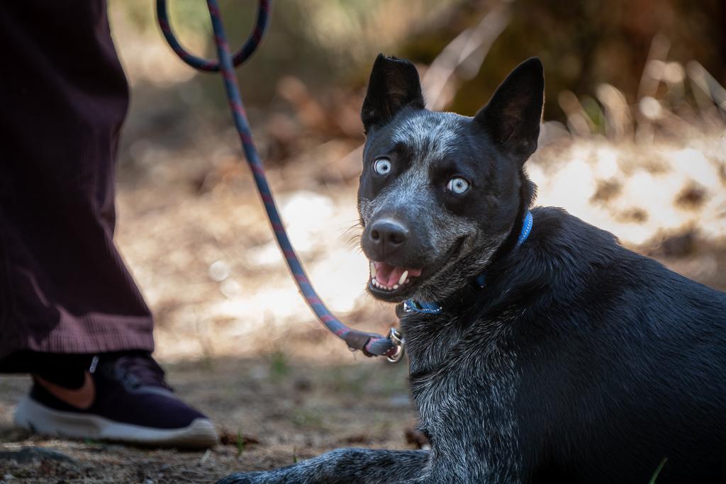 Enlarge Vinny, a Adoptable Australian Cattle Dog / Blue Heeler in Jacksonville, OR image 3/5