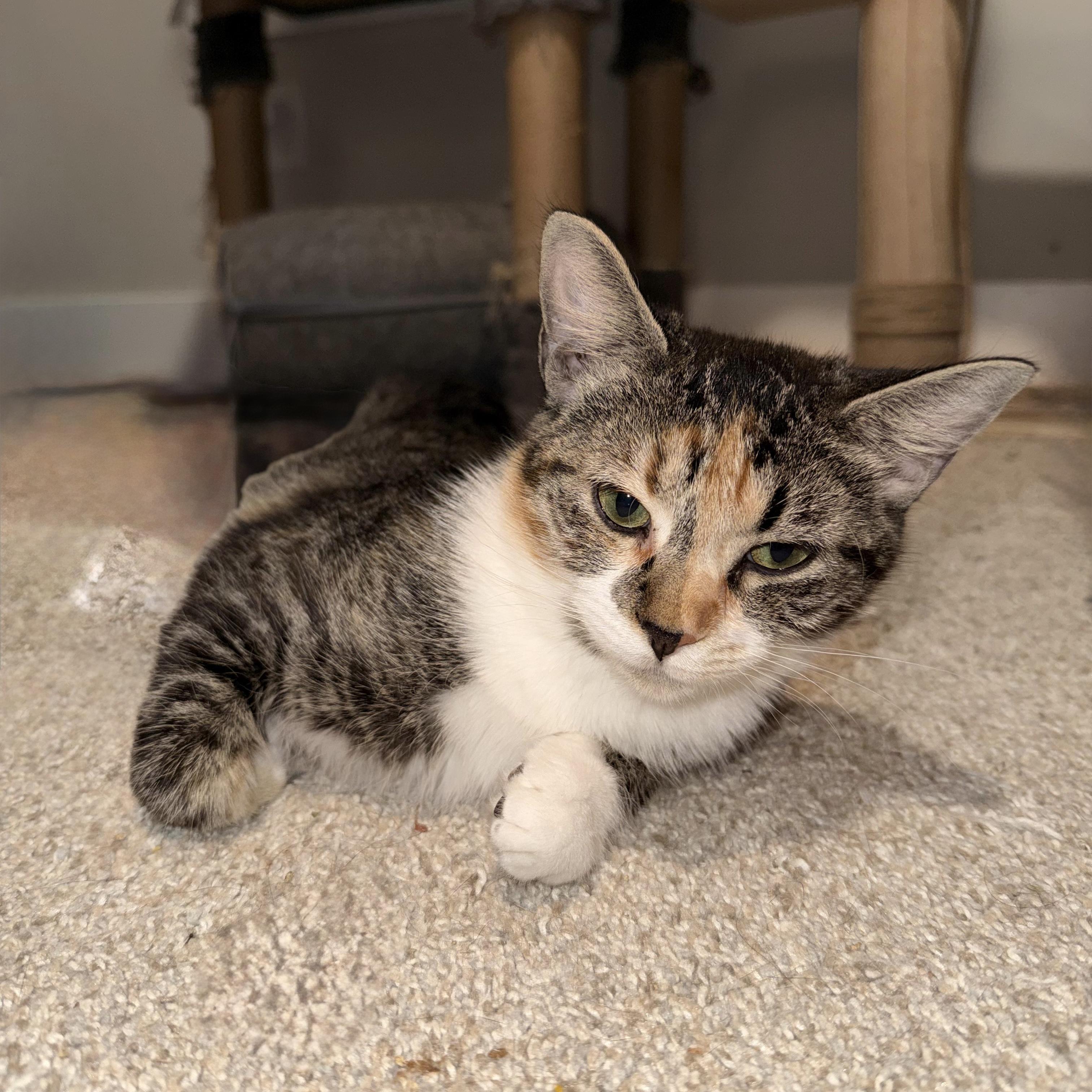 Enlarge Toast, a Adoptable Domestic Short Hair in Inman, SC image 2/2