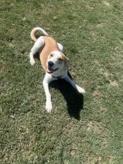 Enlarge Poppy, a Adoptable mixed breed in Siloam Springs, AR image 2/6