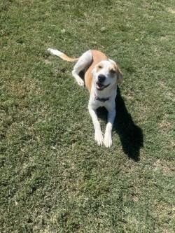 Enlarge Poppy, a Adoptable mixed breed in Siloam Springs, AR image 6/6