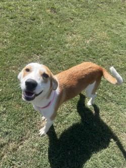 Enlarge Poppy, a Adoptable mixed breed in Siloam Springs, AR image 1/6