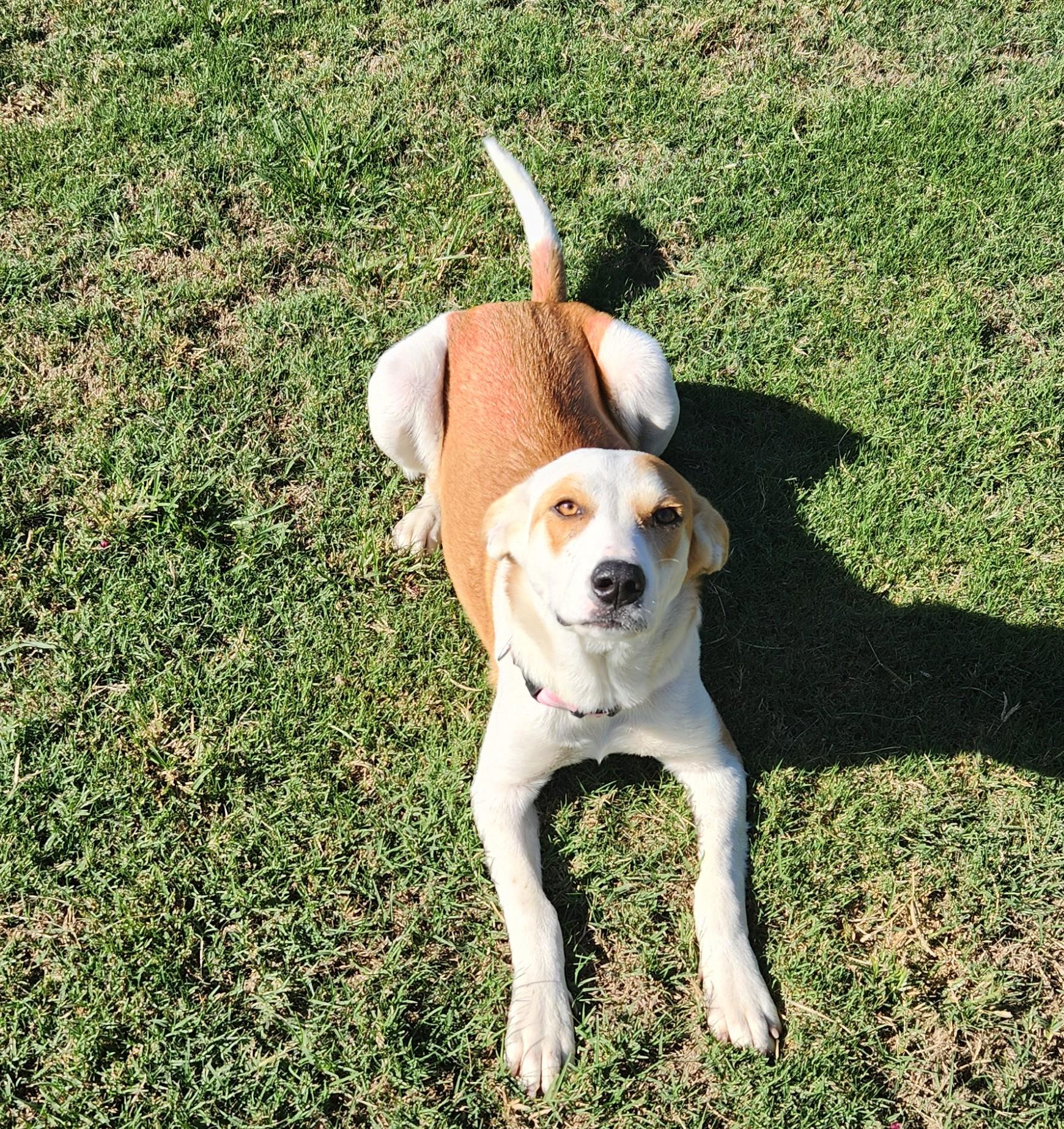 Enlarge Poppy, a Adoptable mixed breed in Siloam Springs, AR image 3/6