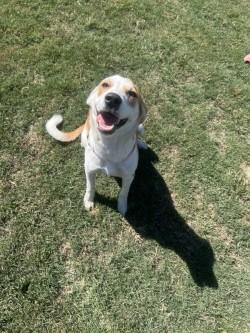 Enlarge Poppy, a Adoptable mixed breed in Siloam Springs, AR image 4/6