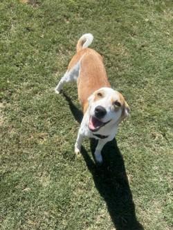 Enlarge Poppy, a Adoptable mixed breed in Siloam Springs, AR image 5/6