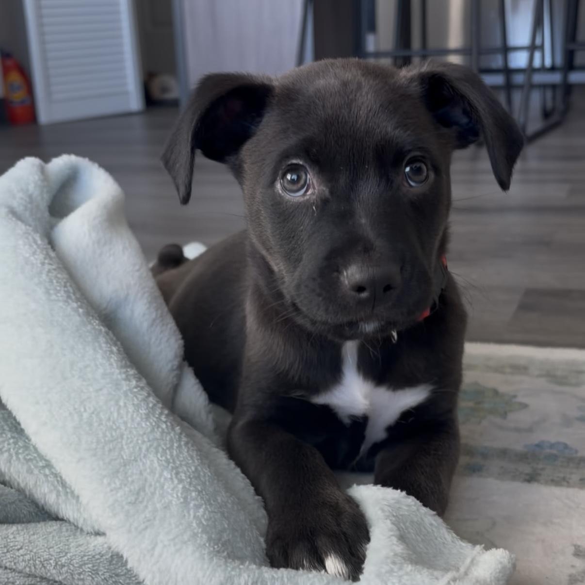 Cacaw — thumbnail 2