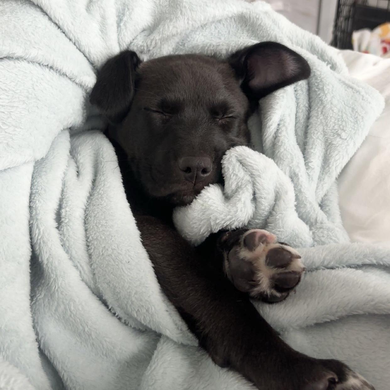 Cacaw — thumbnail 4