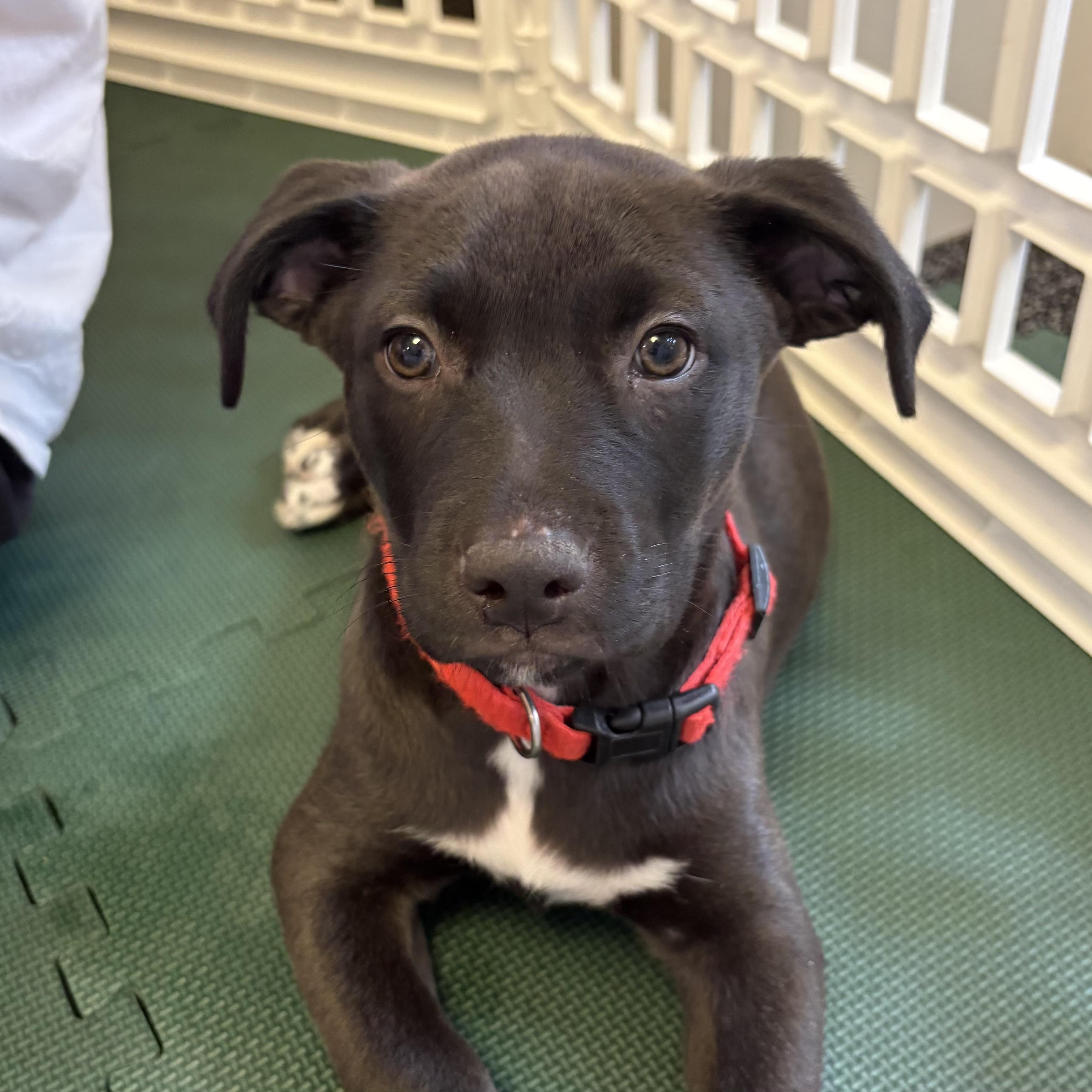 Cacaw — thumbnail 6