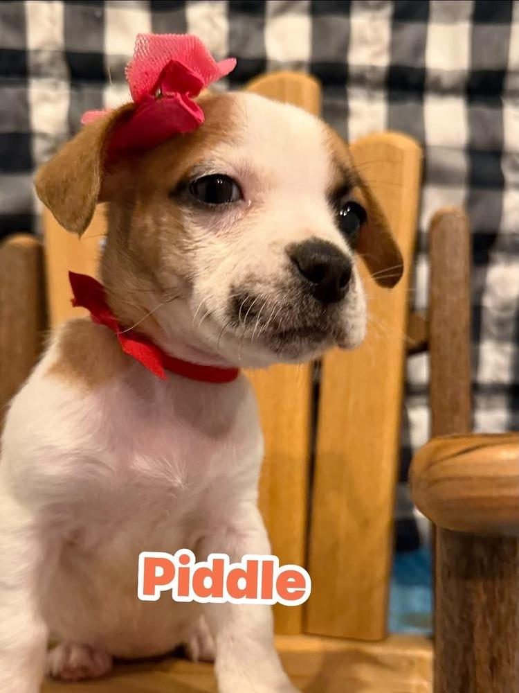 Piddle, Adoptable, Puppy Female Shih Tzu & Terrier.