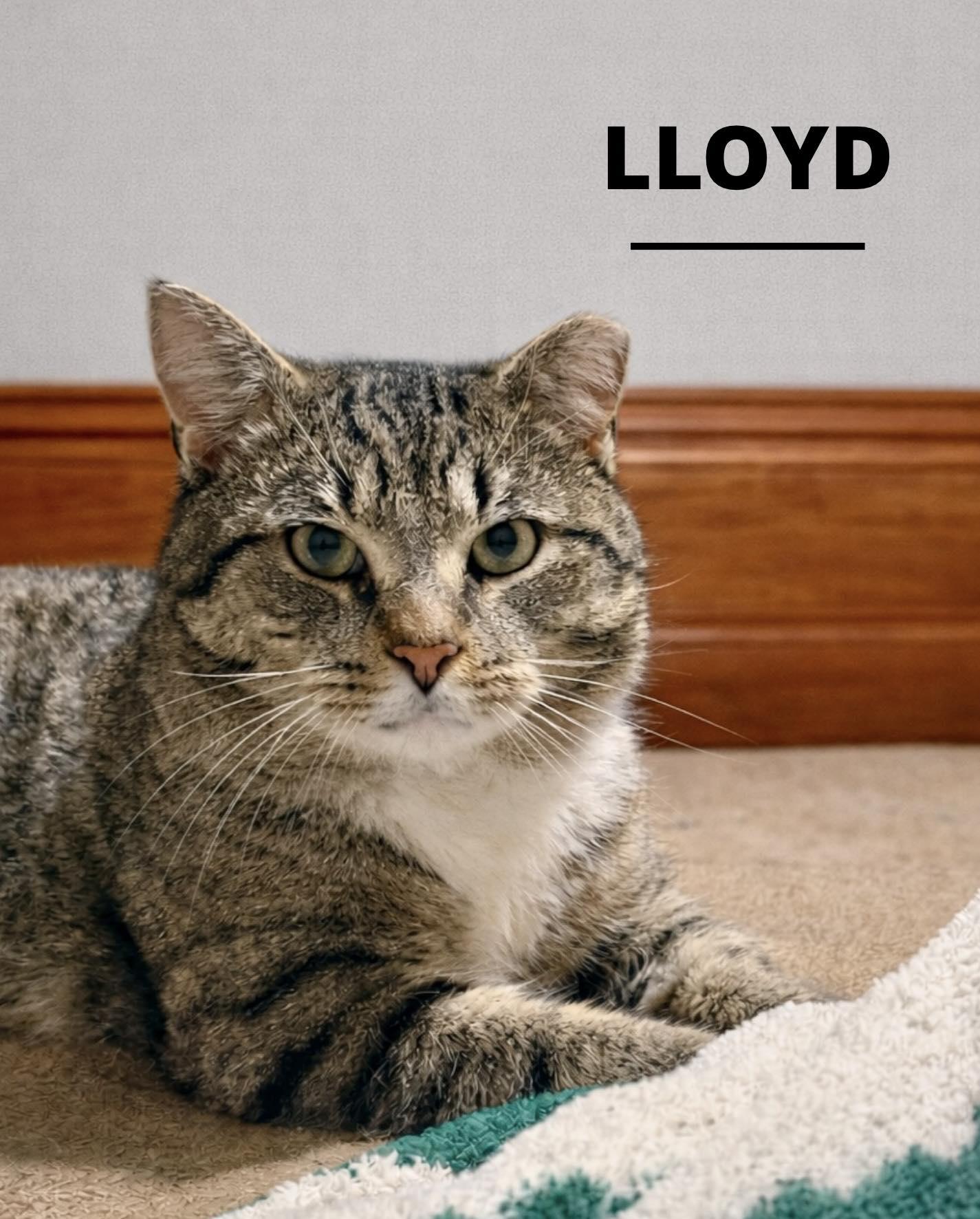 Enlarge Lloyd, an adopted Tabby in Webster, NY image 1/1