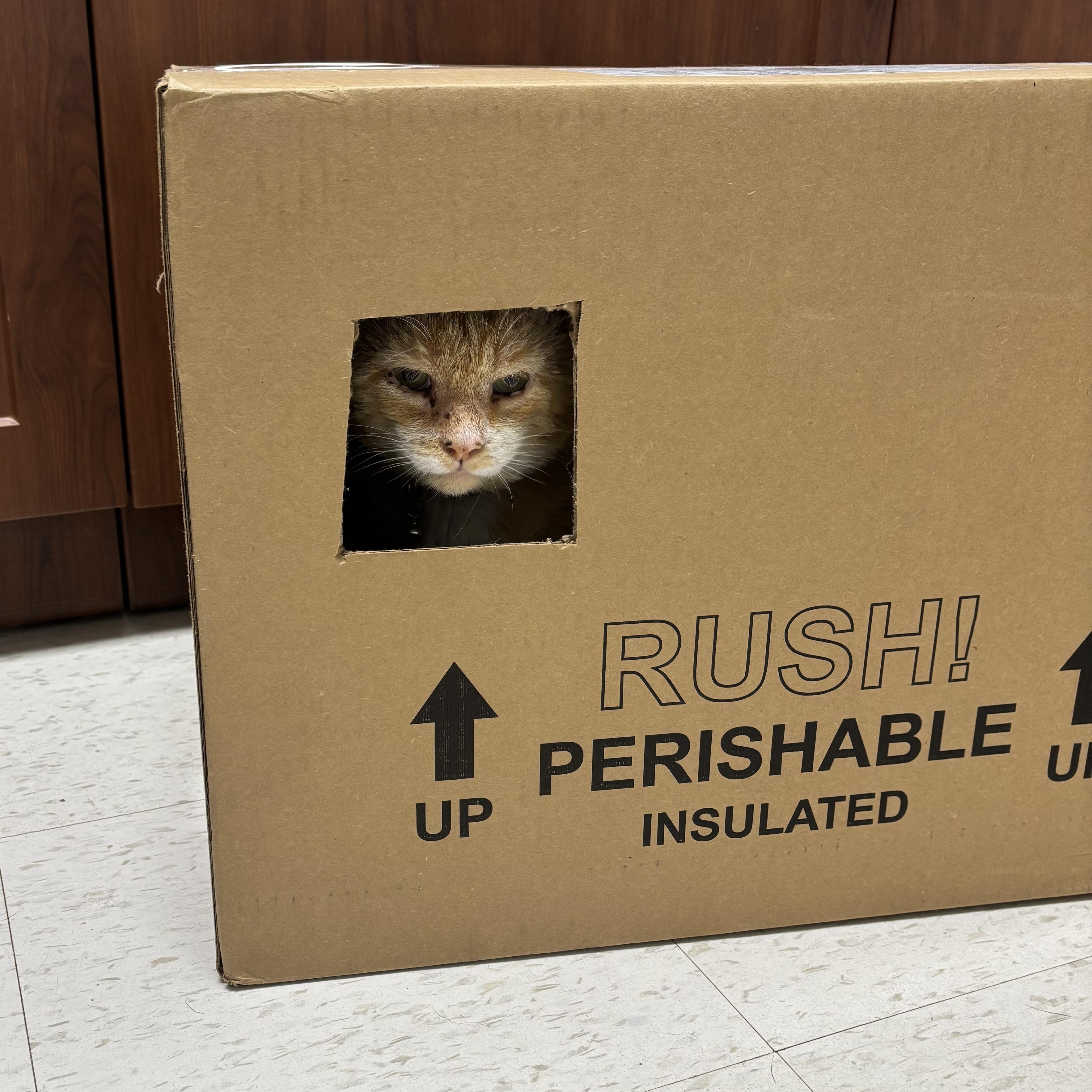 Milton, a Adoptable Domestic Short Hair in Joliet, IL image 2/4