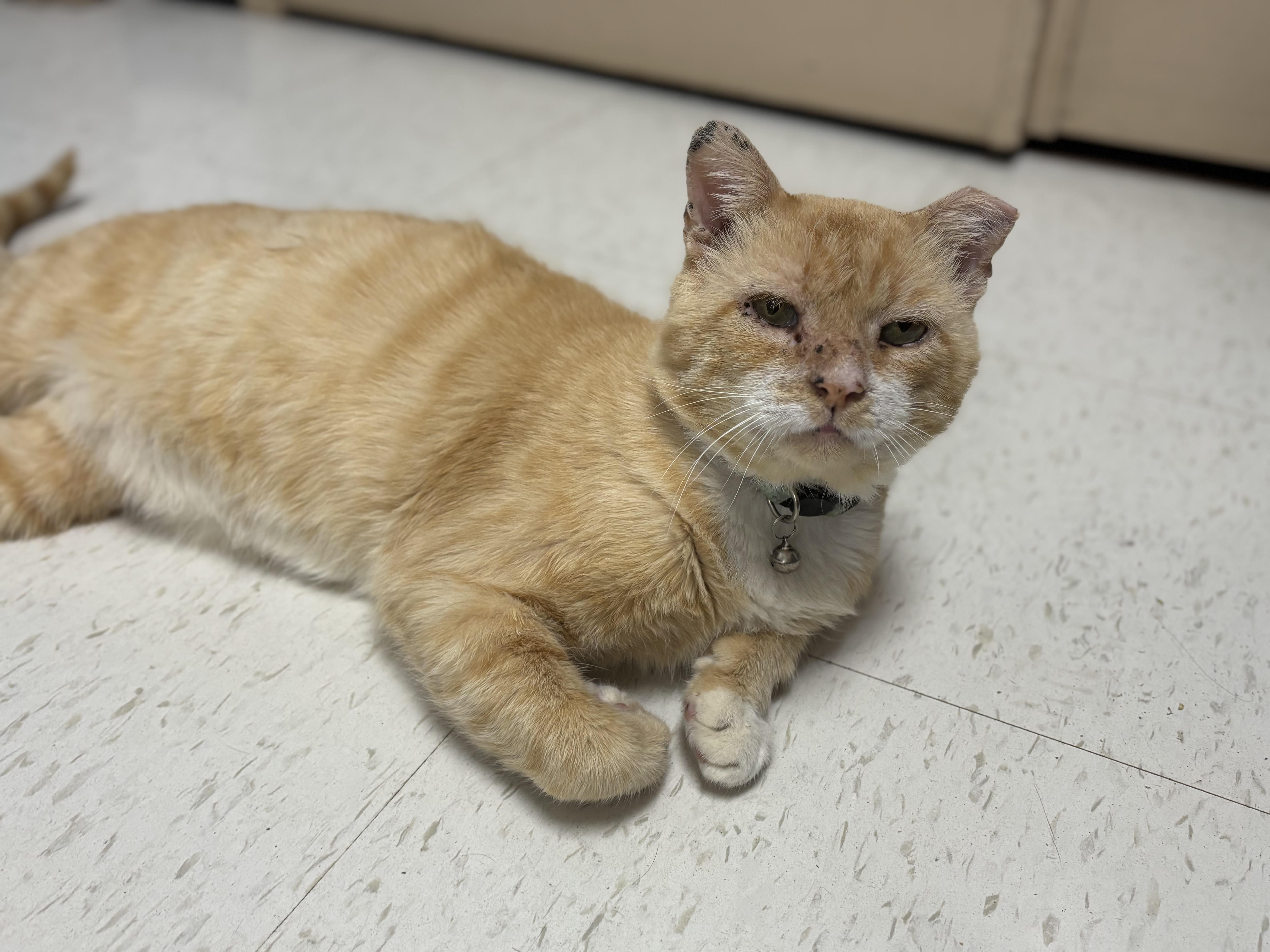 Milton, a Adoptable Domestic Short Hair in Joliet, IL image 3/4