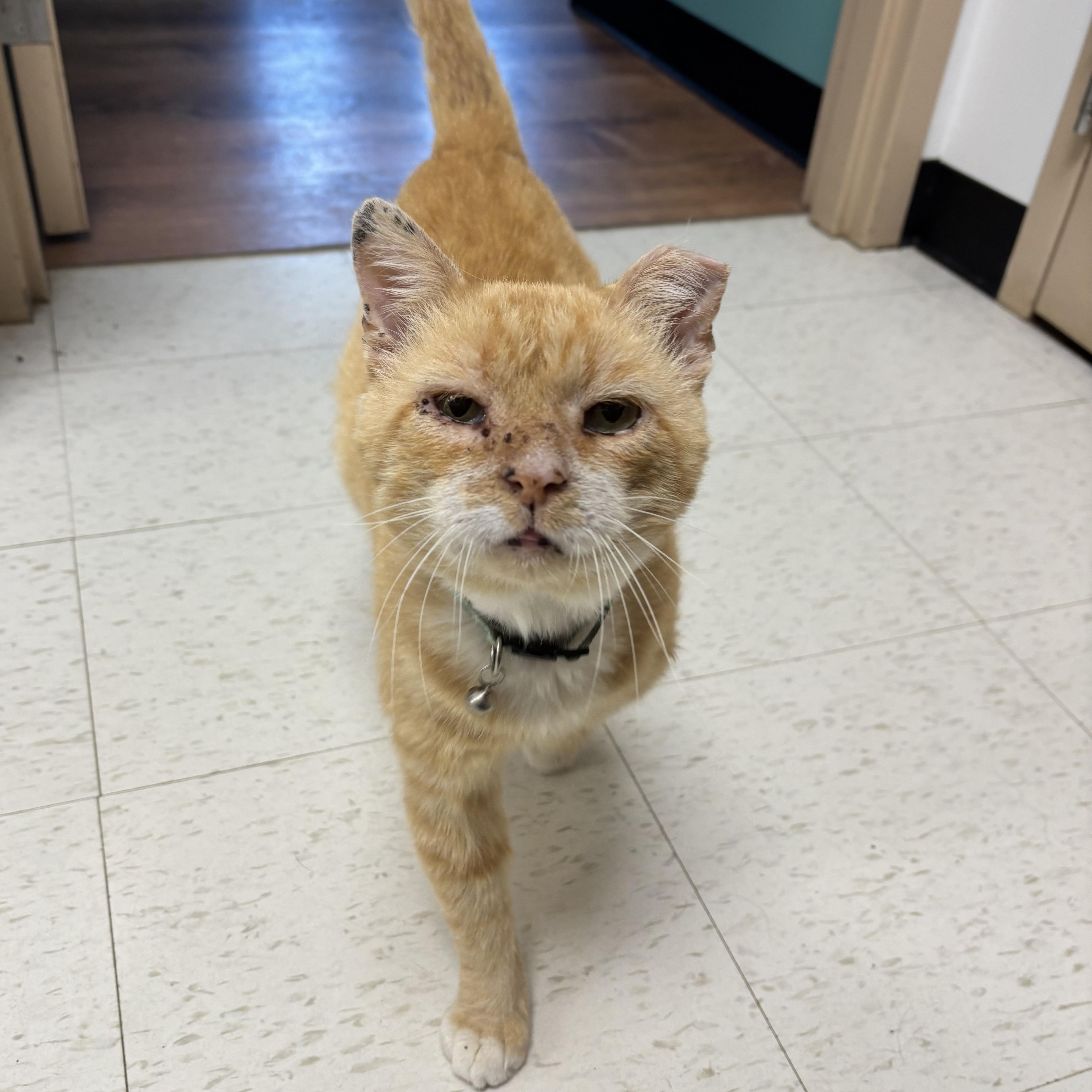 Milton, a Adoptable Domestic Short Hair in Joliet, IL image 4/4