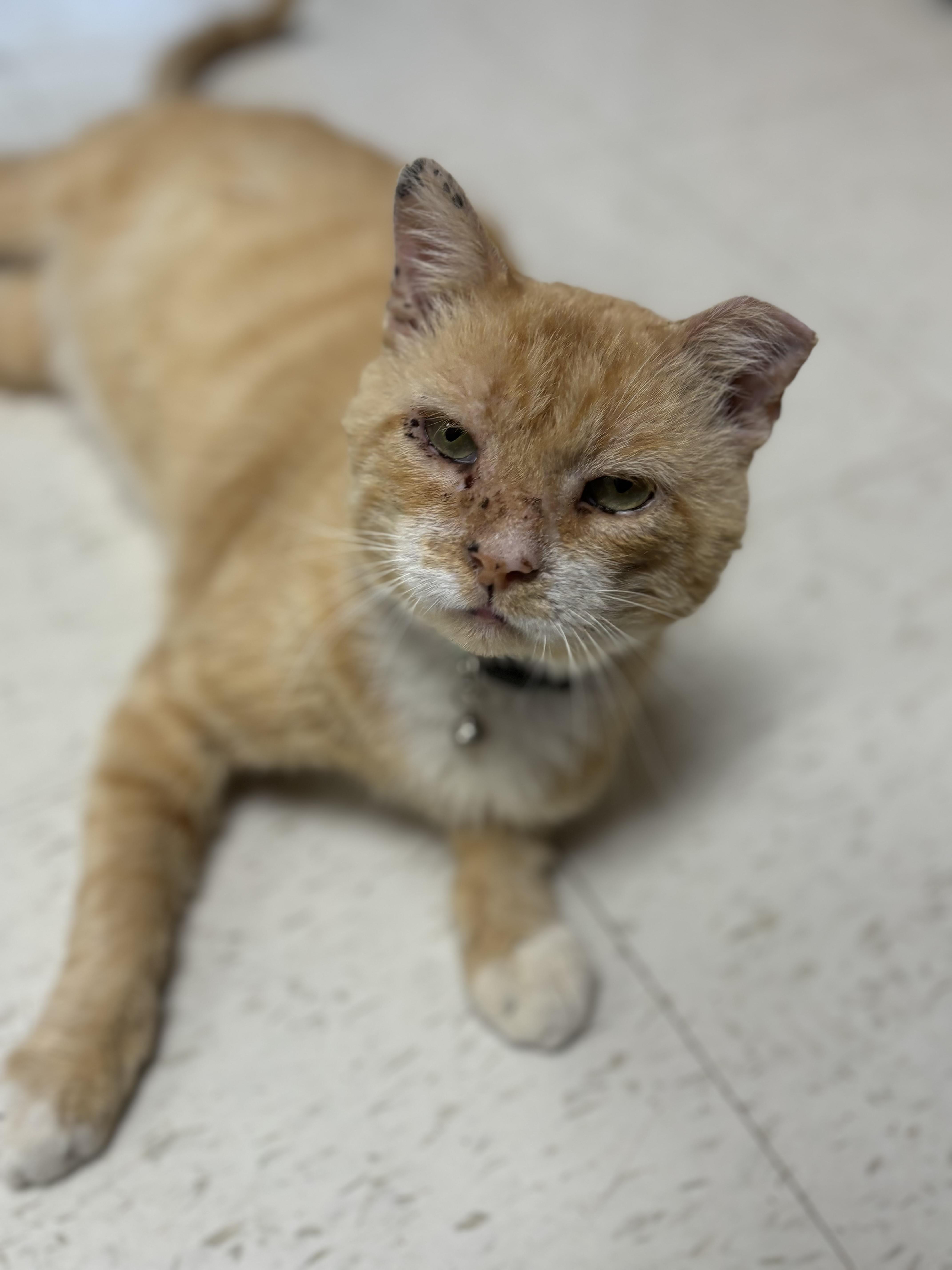 Milton, Adoptable, Adult Male Domestic Short Hair.