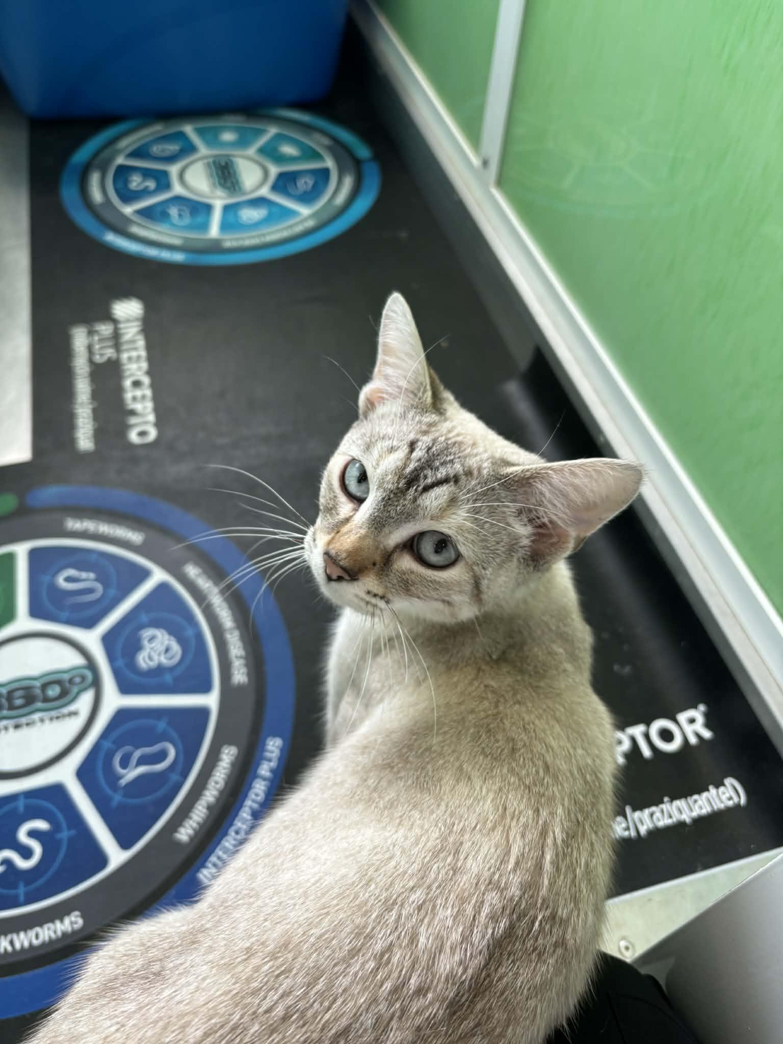 Polar, adopted, Young Female American Shorthair.