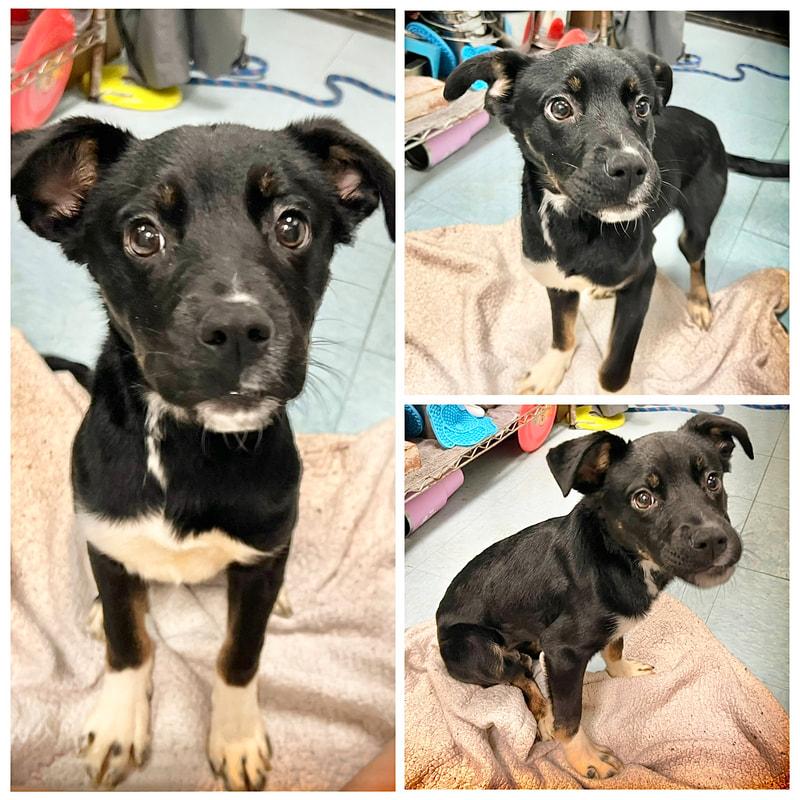 Izzy, ADOPTABLE, Young Female Mixed Breed.