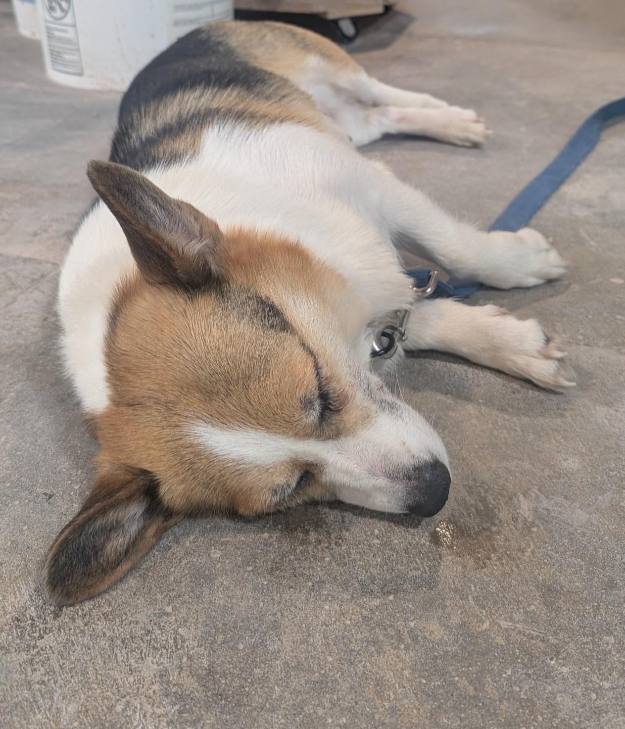 Lexi-I26040, a ADOPTABLE Pembroke Welsh Corgi in Anoka, MN image 6/6