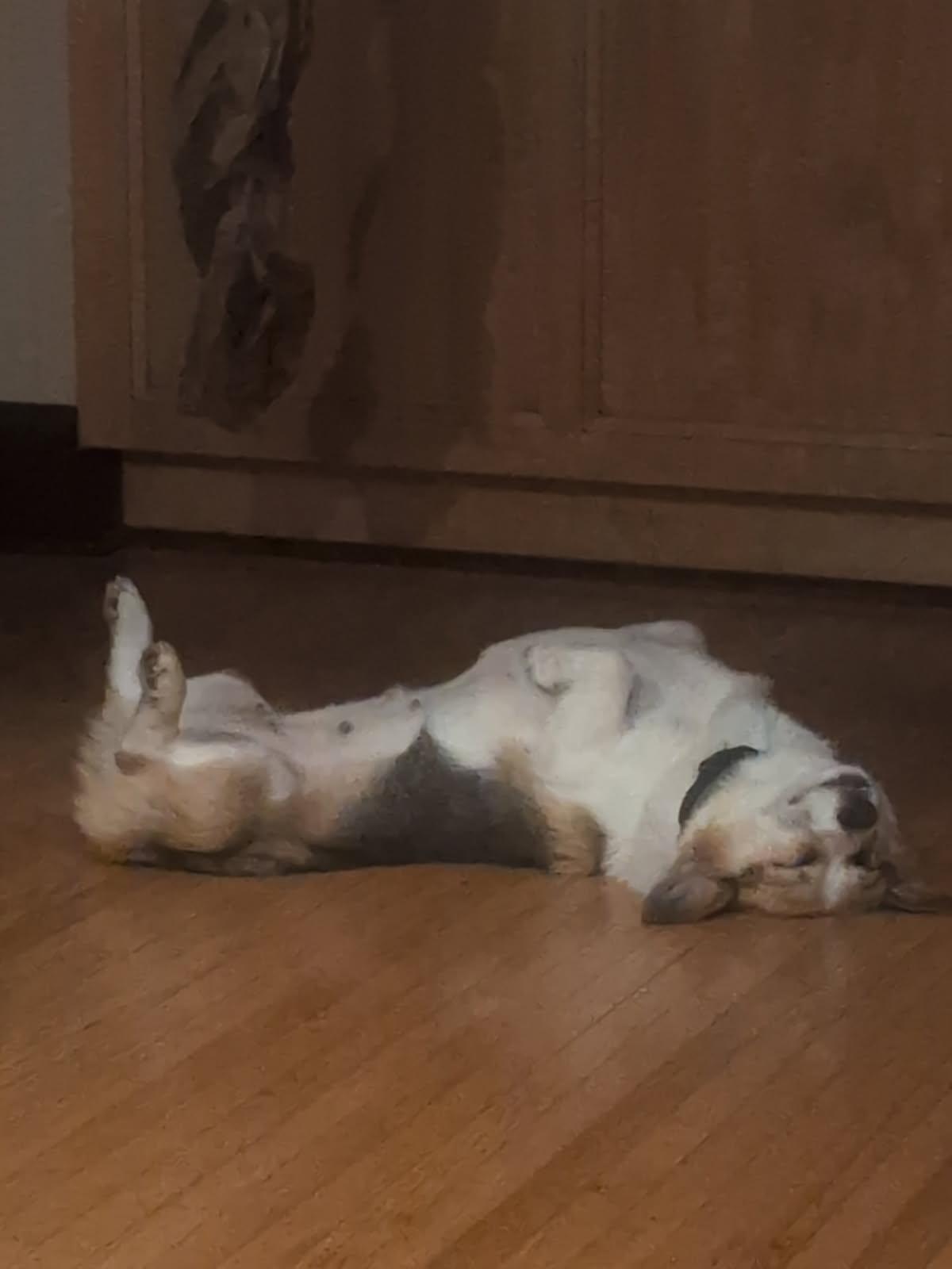 Lexi-I26040, a ADOPTABLE Pembroke Welsh Corgi in Anoka, MN image 5/6
