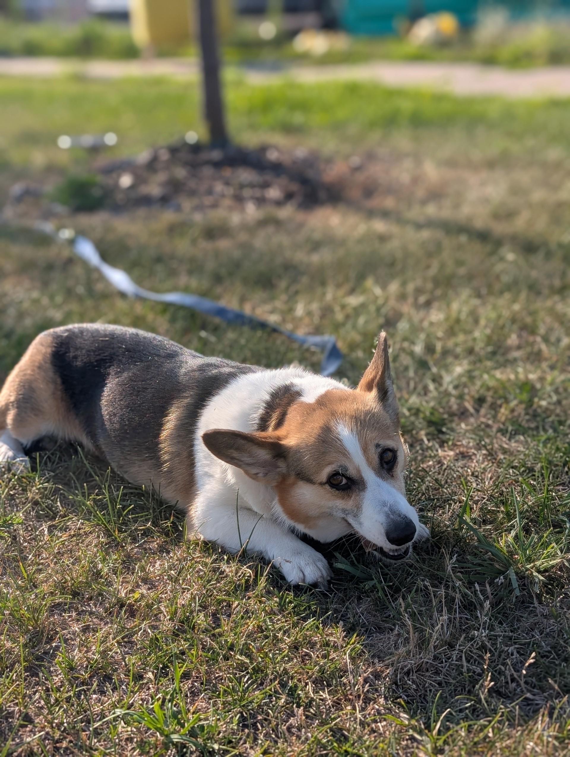 Lexi-I26040, a ADOPTABLE Pembroke Welsh Corgi in Anoka, MN image 3/6
