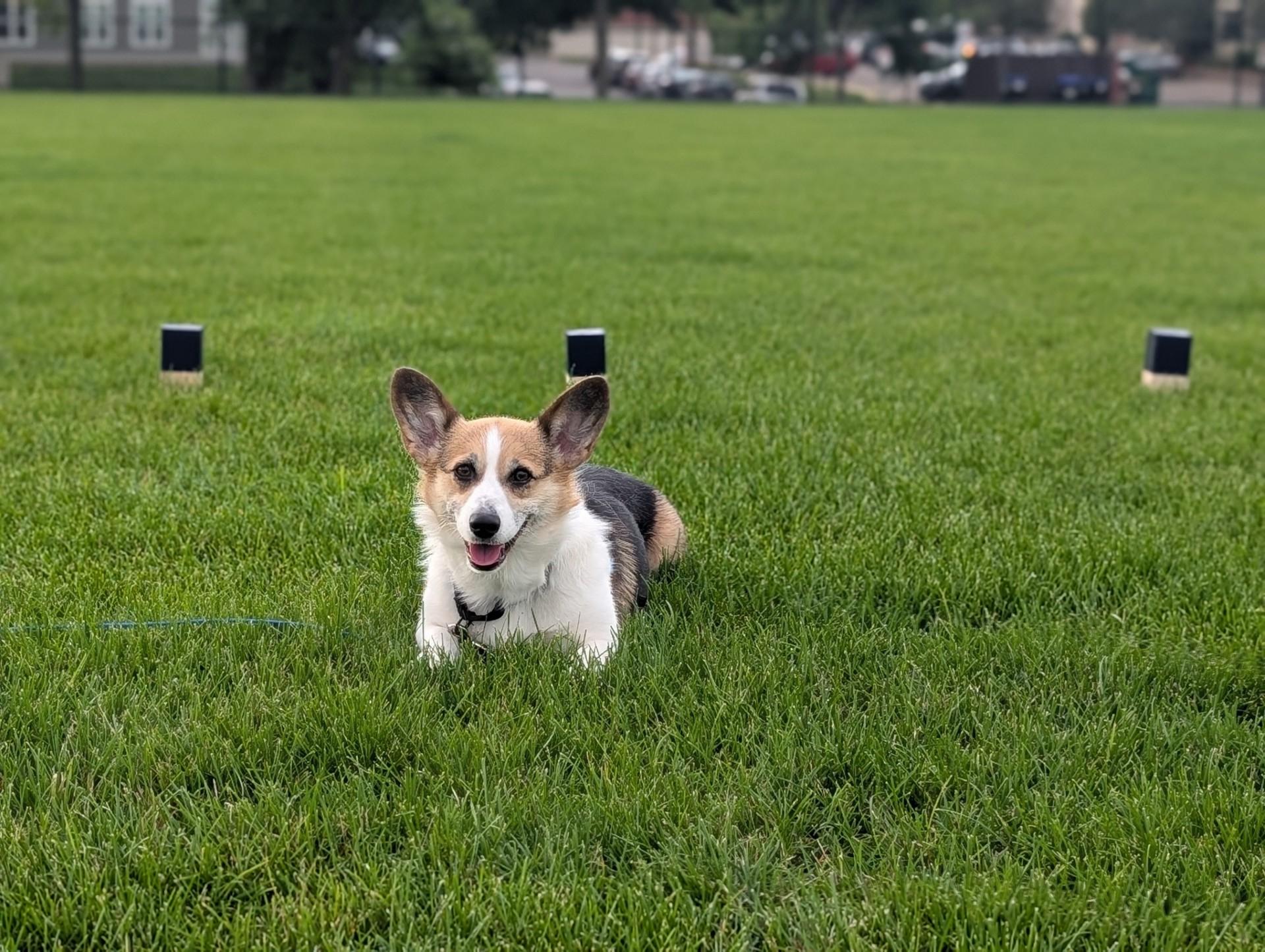 Lexi-I26040, a ADOPTABLE Pembroke Welsh Corgi in Anoka, MN image 4/6