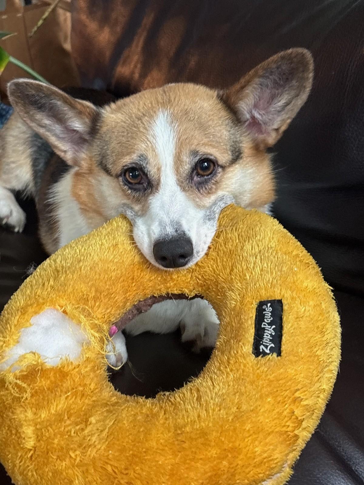 Lexi-I26040, ADOPTABLE, Adult Female Pembroke Welsh Corgi.